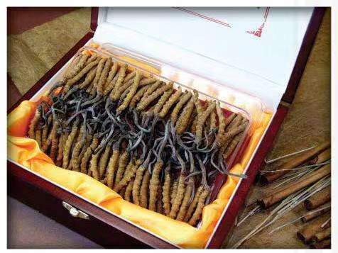 汶川冬虫夏草回收